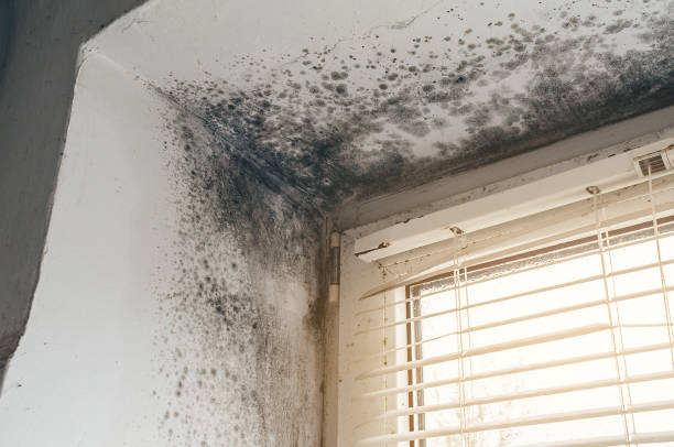 Affordable Hvac And Air Duct Mold Remediation solutions in Marshall, IL